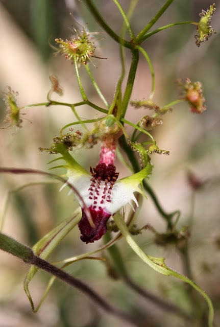 dc185-gcsoandhoneydew1