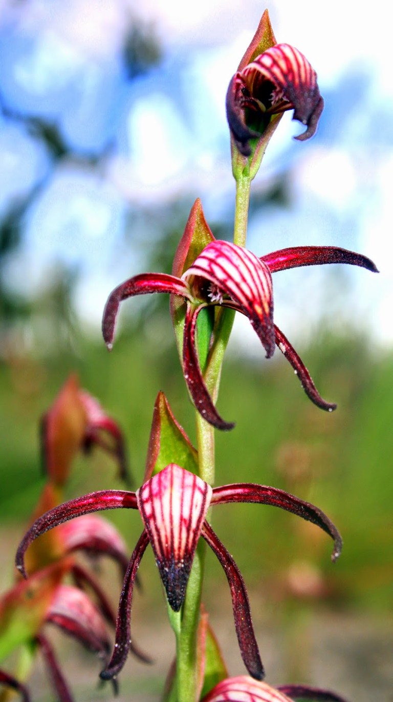 de5b4-black2bfire2borchid2bpyrorchis2bnigricans2b4