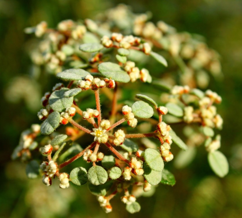 eeac4-australian2bdusty2bmiller2bspyridium2bparvifolium