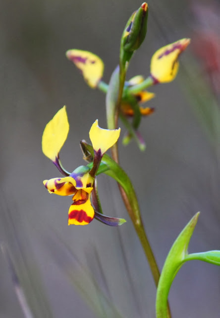 ef032-leopardorchid28diurispardina291