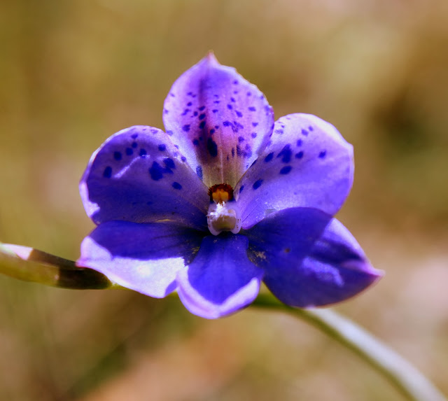 fdd4a-spottedsunorchid