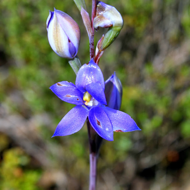 fe55d-azuresunorchidthelymitraazurea