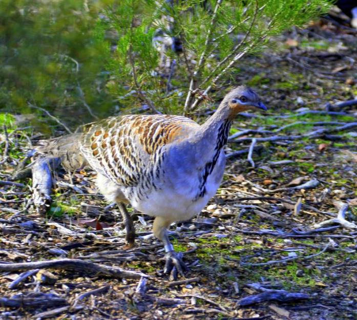 Malleefowl