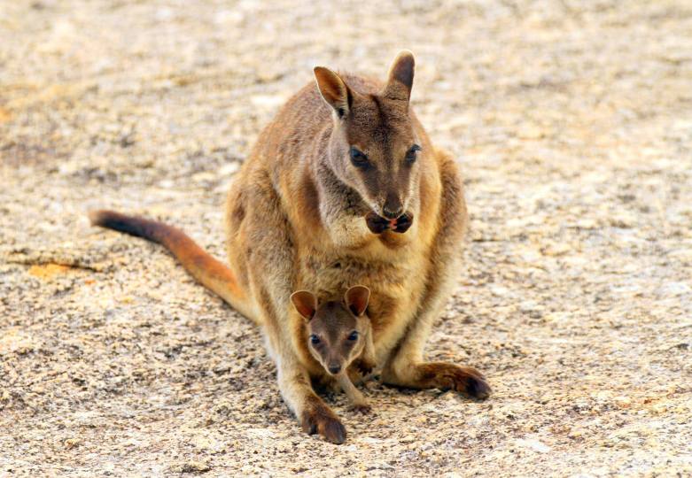 Mareeba Rock-Wallaby