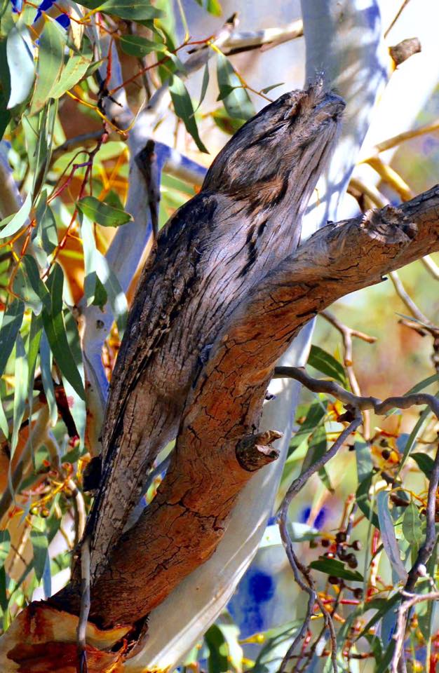 Tawny Frogmouth