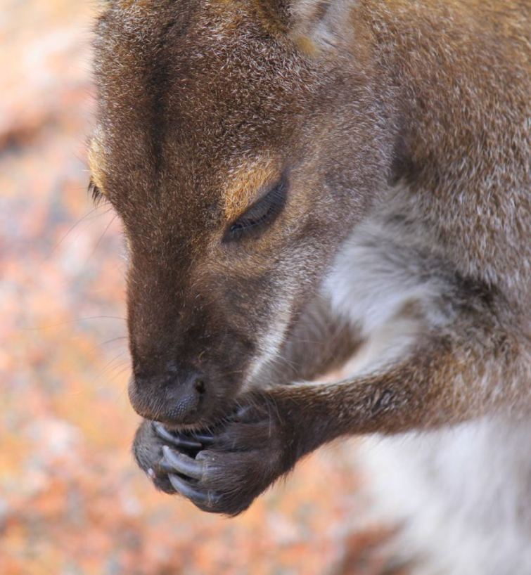 Wallaby